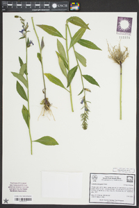 Lobelia elongata image