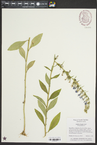 Lobelia elongata image