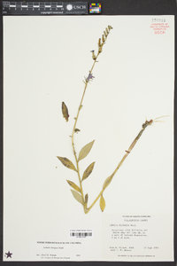 Lobelia elongata image