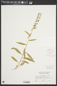 Lobelia elongata image