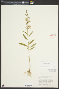 Lobelia elongata image