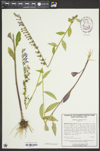 Lobelia elongata image