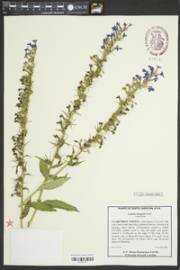 Lobelia elongata image