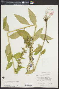 Lobelia elongata image