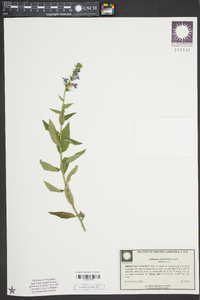 Lobelia elongata image