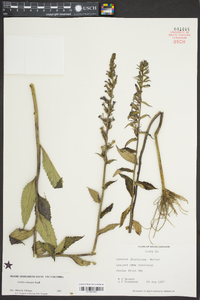 Lobelia elongata image