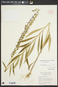 Lobelia elongata image