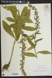 Physostegia virginiana image