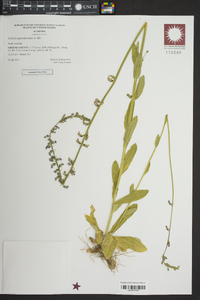 Lobelia appendiculata image