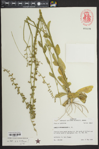 Lobelia appendiculata image