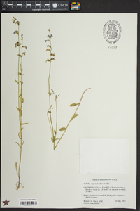 Lobelia appendiculata image