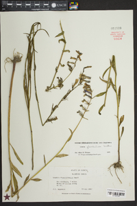 Lobelia glandulosa image