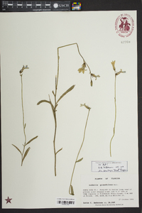 Lobelia glandulosa image