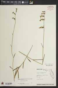 Lobelia glandulosa image