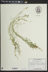 Wahlenbergia marginata image