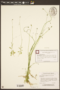 Wahlenbergia marginata image