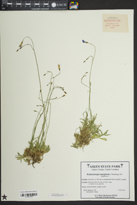 Wahlenbergia marginata image