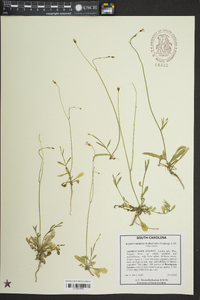 Wahlenbergia marginata image