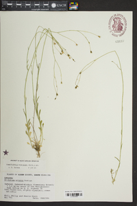 Wahlenbergia marginata image