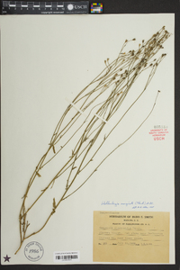 Wahlenbergia marginata image