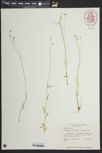 Wahlenbergia marginata image