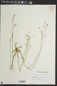 Wahlenbergia marginata image