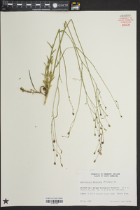 Wahlenbergia marginata image