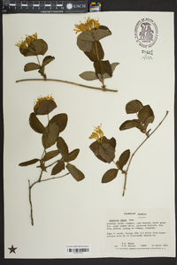 Lonicera flava image