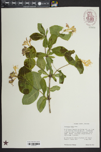 Lonicera flava image