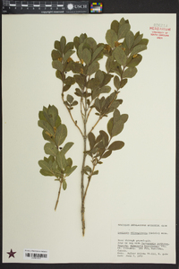 Lonicera oblongifolia image