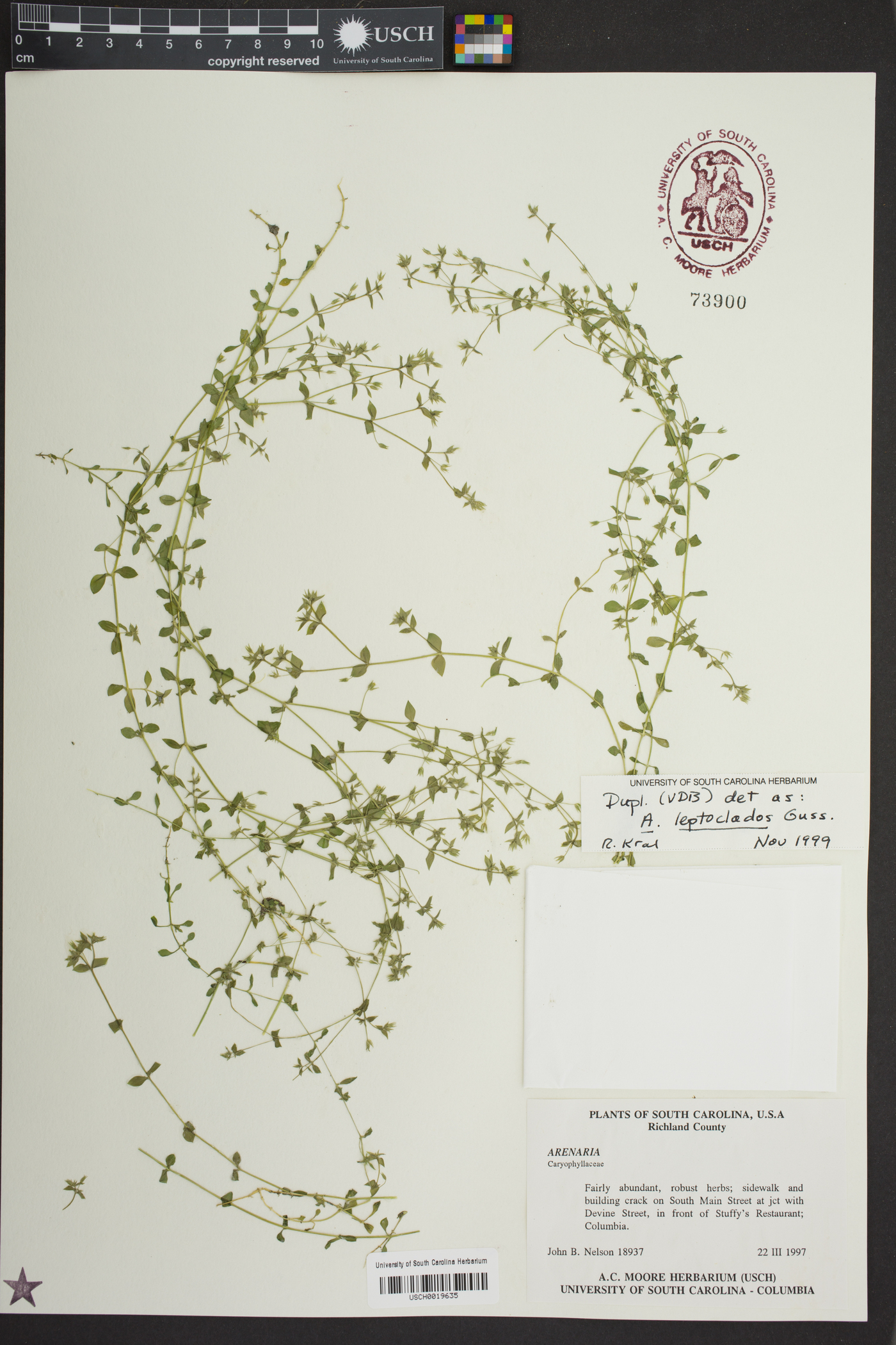 Arenaria leptoclados image