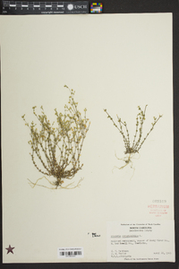 Arenaria serpyllifolia image