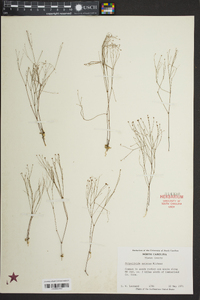 Stipulicida setacea image