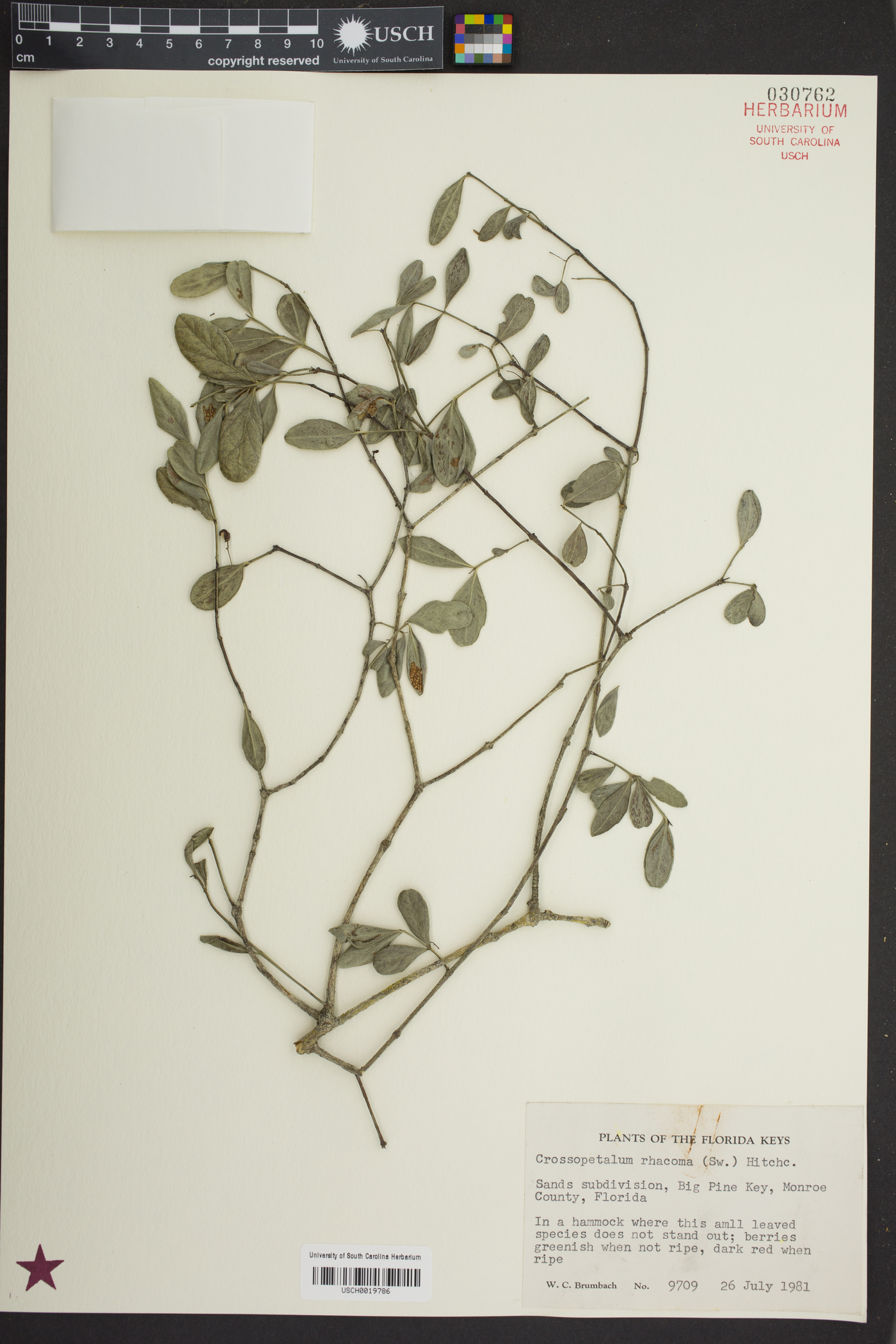 Crossopetalum image