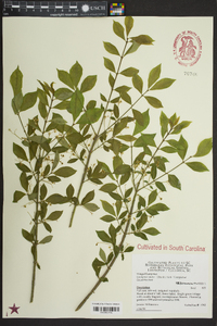 Euonymus alatus image