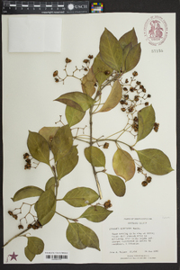 Euonymus bungeanus image