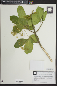 Euonymus fortunei image