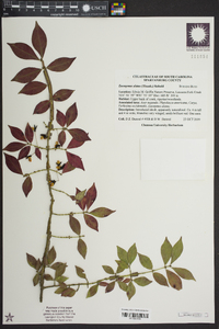 Euonymus alatus image