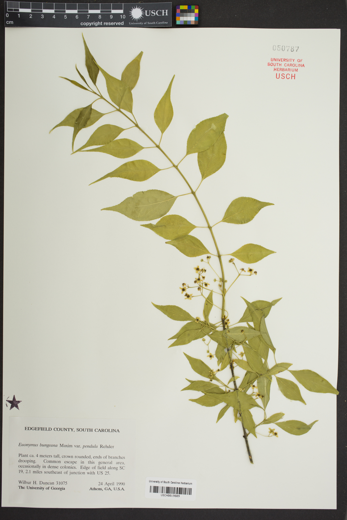 Euonymus bungeanus f. pendulus image