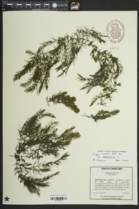 Ceratophyllum demersum image