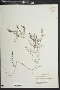 Ceratophyllum demersum image