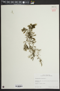 Ceratophyllum demersum image