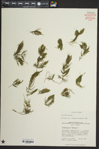 Ceratophyllum demersum image