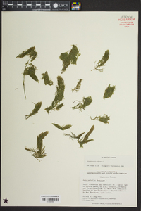 Ceratophyllum demersum image