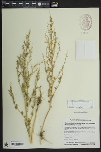 Chenopodium berlandieri var. zschackei image