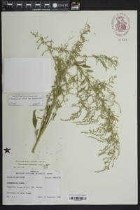 Chenopodium album var. missouriense image