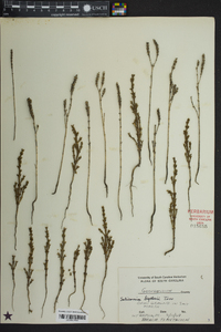 Salicornia bigelovii image