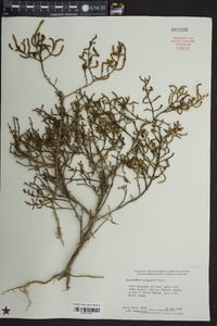 Salicornia bigelovii image