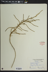 Salicornia europaea image