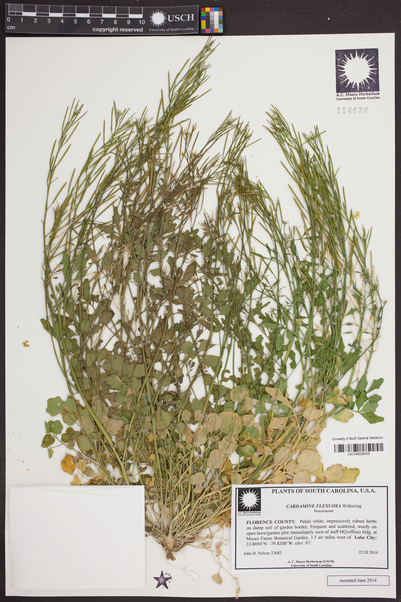 Cardamine flexuosa image